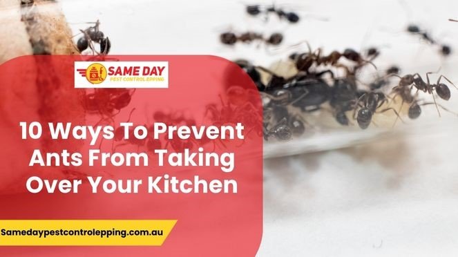 Prevent Ants in Your Kitchen