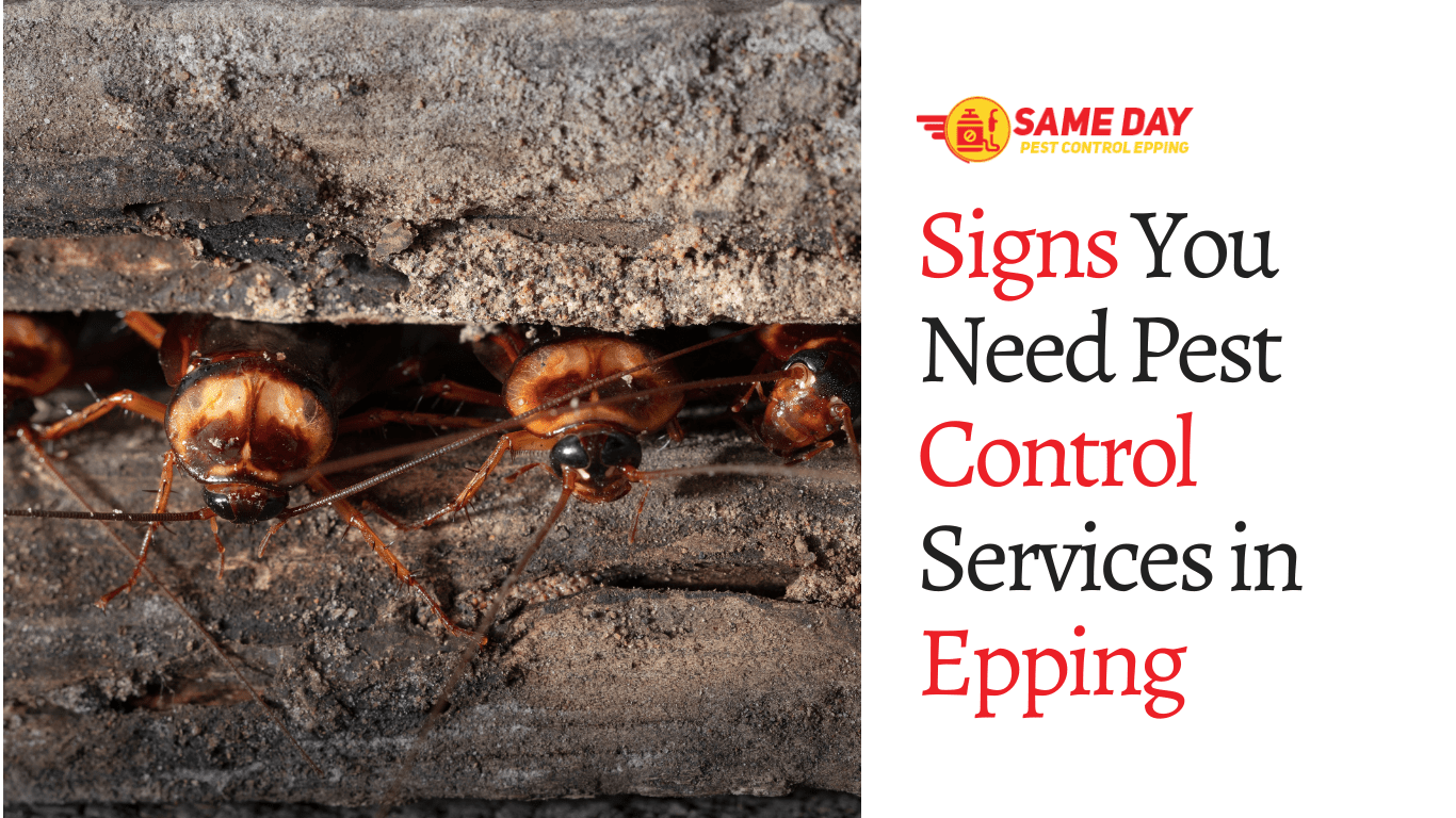 Signs You Need Pest Control Services