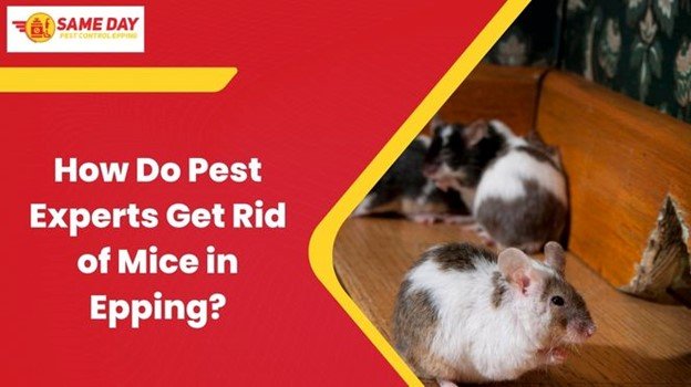 Mice in Epping
