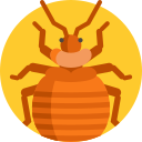 Bed Bugs Control Epping